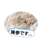 愛犬達のスローディズ5（個別スタンプ：17）