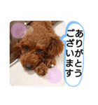 愛犬達のスローディズ5（個別スタンプ：18）