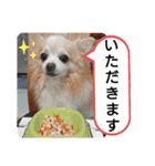 愛犬達のスローディズ5（個別スタンプ：19）