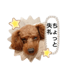 愛犬達のスローディズ5（個別スタンプ：21）