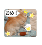愛犬達のスローディズ5（個別スタンプ：22）