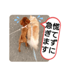愛犬達のスローディズ5（個別スタンプ：23）