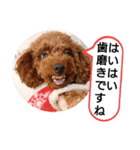 愛犬達のスローディズ5（個別スタンプ：25）