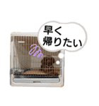 愛犬達のスローディズ5（個別スタンプ：27）