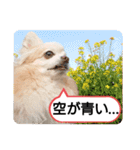愛犬達のスローディズ5（個別スタンプ：30）