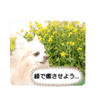 愛犬達のスローディズ5（個別スタンプ：31）