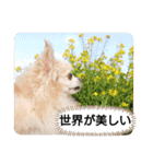 愛犬達のスローディズ5（個別スタンプ：32）