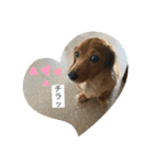 ダックスラブ♡（個別スタンプ：4）