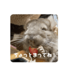 獅子丸のしーちゃん（個別スタンプ：1）
