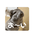 獅子丸のしーちゃん（個別スタンプ：3）