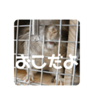 獅子丸のしーちゃん（個別スタンプ：4）