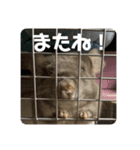 獅子丸のしーちゃん（個別スタンプ：5）