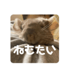 獅子丸のしーちゃん（個別スタンプ：6）