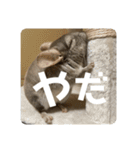 獅子丸のしーちゃん（個別スタンプ：8）