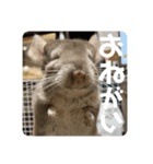 獅子丸のしーちゃん（個別スタンプ：9）
