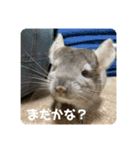 獅子丸のしーちゃん（個別スタンプ：10）