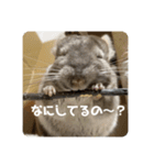 獅子丸のしーちゃん（個別スタンプ：11）