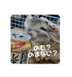 獅子丸のしーちゃん（個別スタンプ：12）