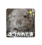 獅子丸のしーちゃん（個別スタンプ：15）