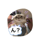 猫のスタンプにゃ（個別スタンプ：1）