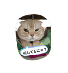 猫のスタンプにゃ（個別スタンプ：2）