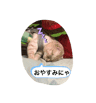 猫のスタンプにゃ（個別スタンプ：3）