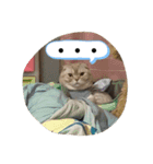 猫のスタンプにゃ（個別スタンプ：4）