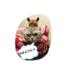 猫のスタンプにゃ（個別スタンプ：5）