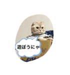 猫のスタンプにゃ（個別スタンプ：6）
