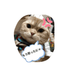 猫のスタンプにゃ（個別スタンプ：7）