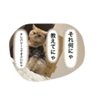 猫のスタンプにゃ（個別スタンプ：8）