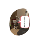 猫のスタンプにゃ（個別スタンプ：9）