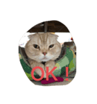猫のスタンプにゃ（個別スタンプ：10）