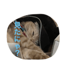 猫のスタンプにゃ（個別スタンプ：11）