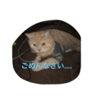 猫のスタンプにゃ（個別スタンプ：14）