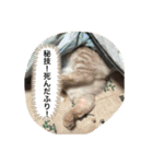 猫のスタンプにゃ（個別スタンプ：15）