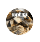 操り人形と生き物（個別スタンプ：2）