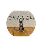 操り人形と生き物（個別スタンプ：16）