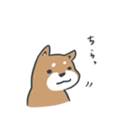 しばしば、柴犬。（個別スタンプ：18）