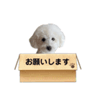 愛犬なぎちゃんのスタンプ（個別スタンプ：3）