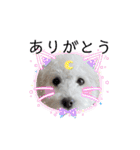 愛犬なぎちゃんのスタンプ（個別スタンプ：5）