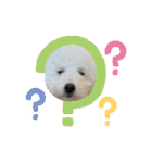 愛犬なぎちゃんのスタンプ（個別スタンプ：8）