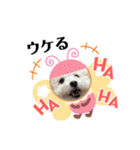 愛犬なぎちゃんのスタンプ（個別スタンプ：11）