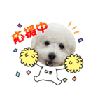 愛犬なぎちゃんのスタンプ（個別スタンプ：14）