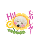 愛犬なぎちゃんのスタンプ（個別スタンプ：20）