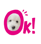 愛犬なぎちゃんのスタンプ（個別スタンプ：23）