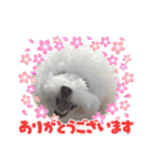 愛犬なぎちゃんのスタンプ（個別スタンプ：25）