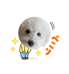 愛犬なぎちゃんのスタンプ（個別スタンプ：26）