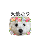 愛犬なぎちゃんのスタンプ（個別スタンプ：27）