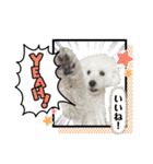 愛犬なぎちゃんのスタンプ（個別スタンプ：29）